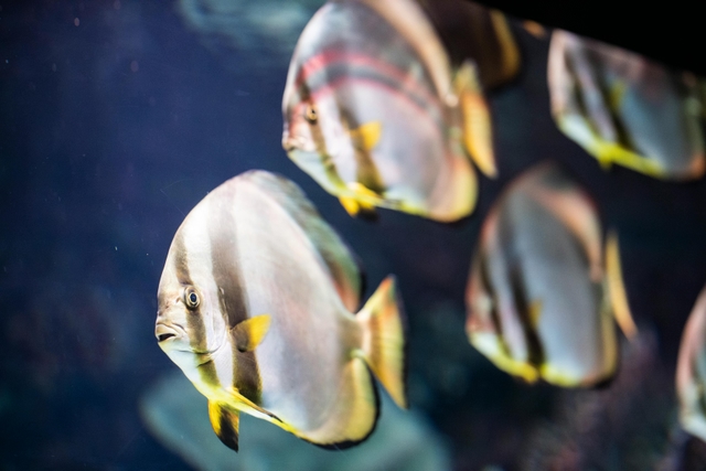 ayt-acuario-de-antalyacard-img
