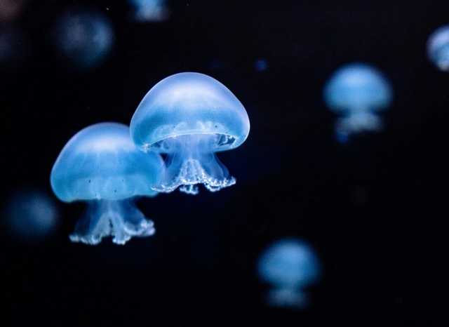 ver-acuario-de-veracruzcard-img