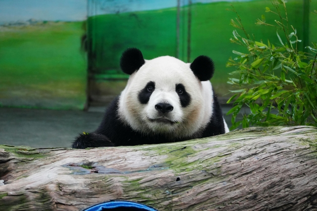 bze-zoológico-de-belicecard-img