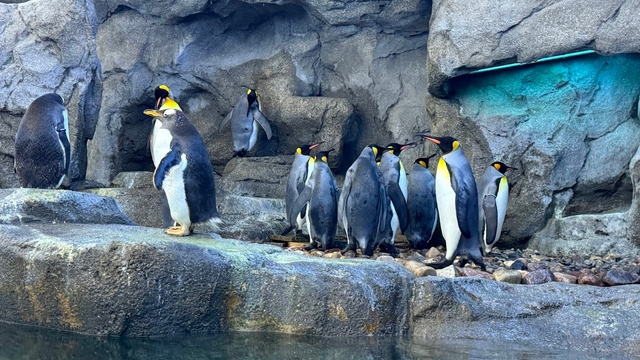 yyc-zoológico-de-calgarycard-img