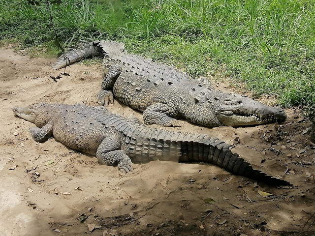 clo-zoológico-de-calicard-img