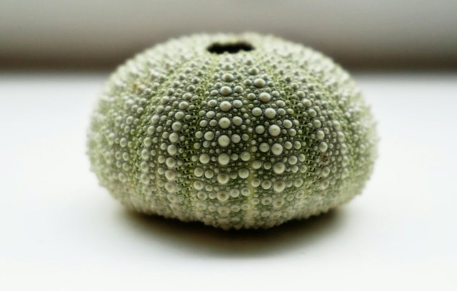 usm-playa-chawengcard-img