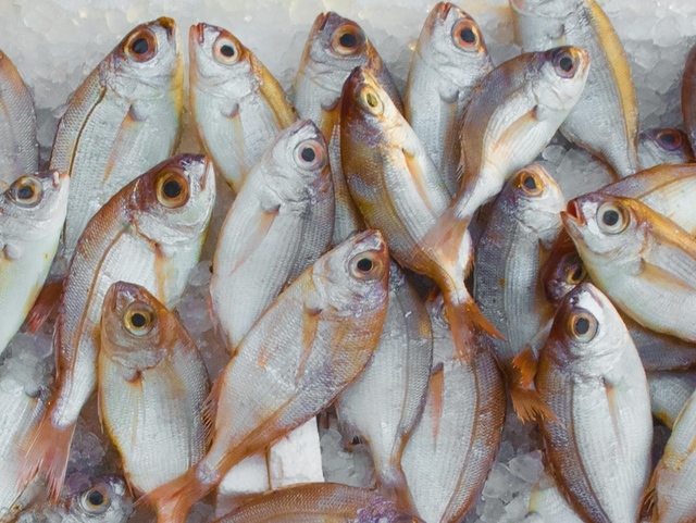 bgo-mercado-del-pescadocard-img