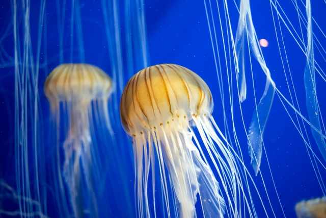atl-acuario-de-georgiacard-img