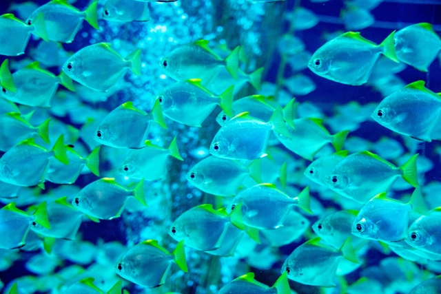 lcg-aquarium-finisterraecard-img
