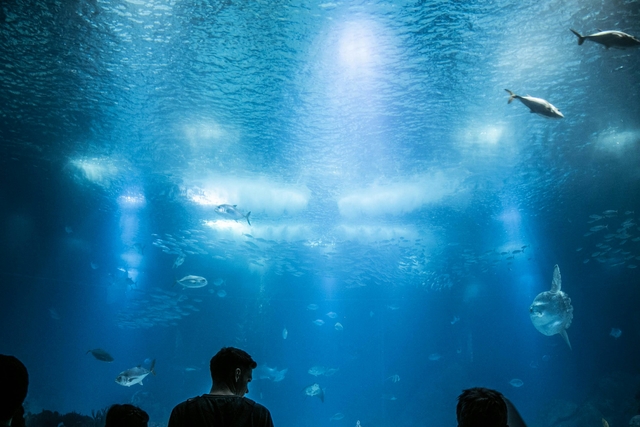 lis-oceanario-de-lisboacard-img