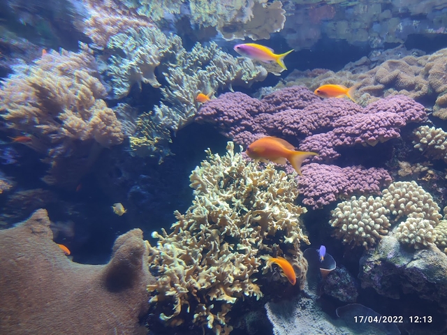 lis-oceanario-de-lisboacard-img