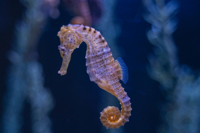 pmi-palma-aquariumcard-img