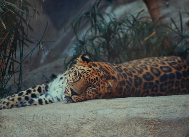 san-zoológico-de-san-diegocard-img