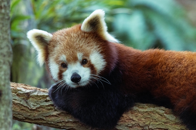 syd-zoológico-de-tarongacard-img
