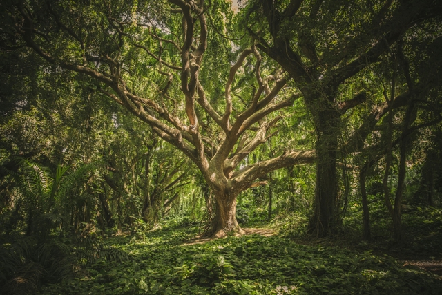 bah-árbol-de-la-vidacard-img