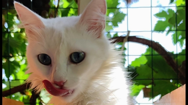 van-casa-del-gato-de-vancard-img