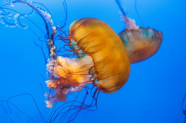 yvr-acuario-de-vancouvercard-img