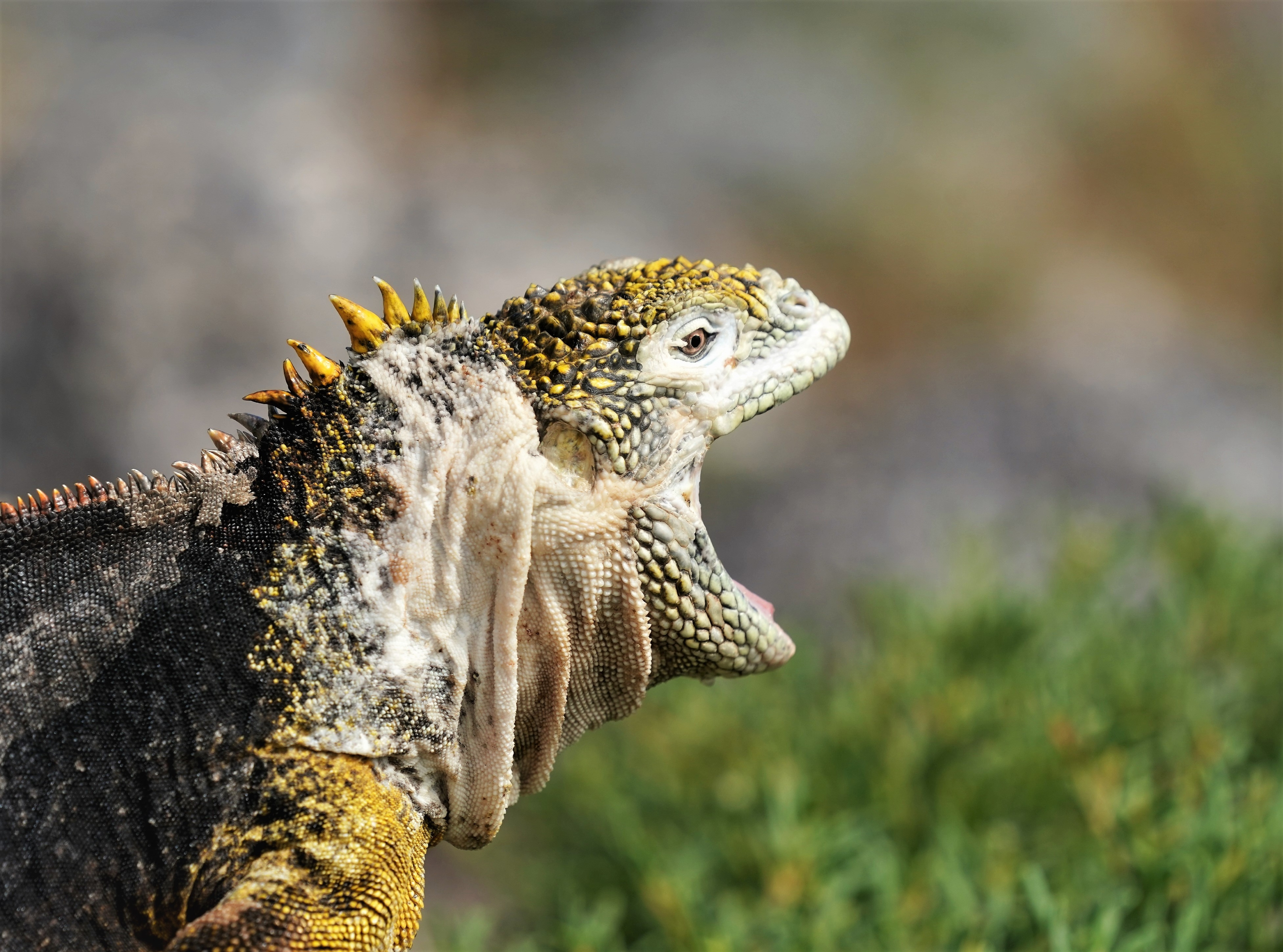 Guayaquil-Galapagos Is-main-image