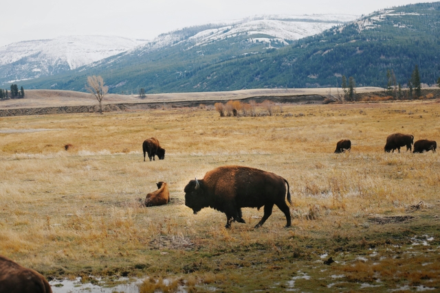 hou-parque-buffalo-bayoucard-img