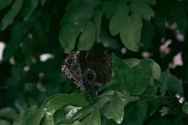 cul-jardín-botánico-de-culiacáncard-img