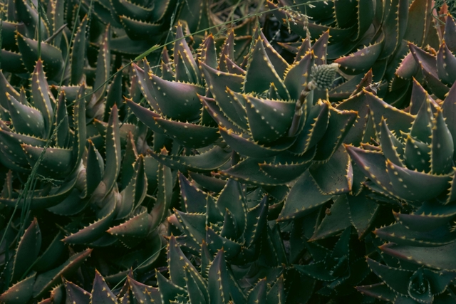 phx-jardín-botánico-del-desiertocard-img