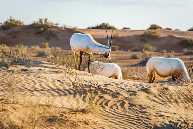 dxb-reserva-de-conservación-del-desierto-de-dubáicard-img