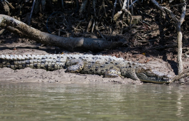 fll-parque-nacional-de-los-evergladescard-img