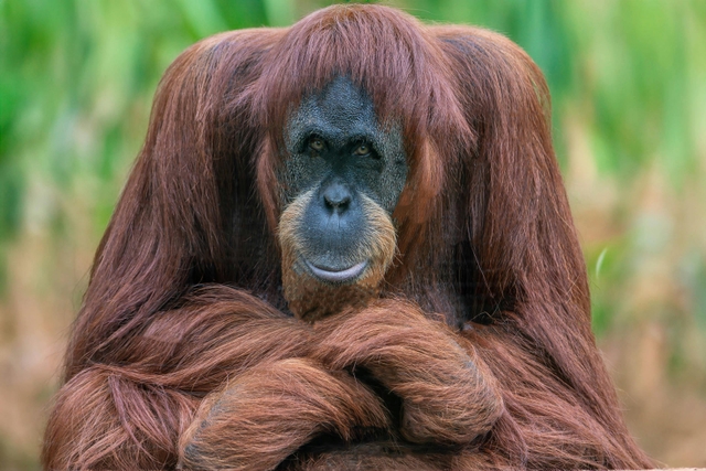 tgz-zoológico-miguel-álvarez-del-torocard-img