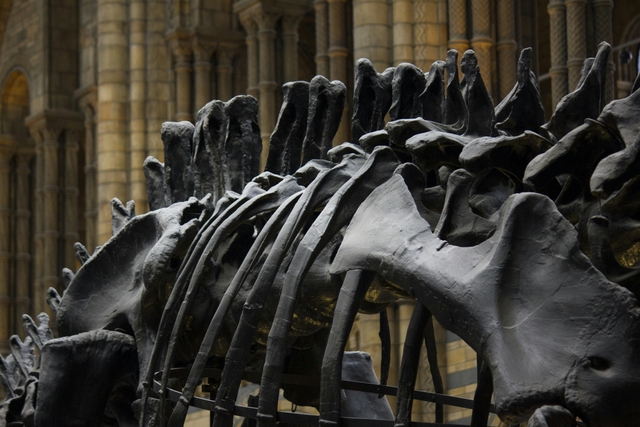rel-museo-paleontológico-egidio-ferugliocard-img